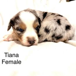 Tiana - Blue merle female Australian Shepherd puppy in Vernal, Utah from Dancing M Kennels