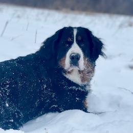Tara - Bernese Mountain Dog