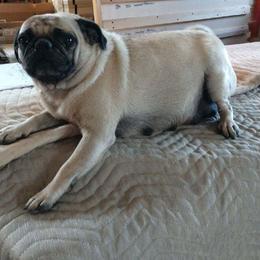 Mandy - Pug