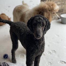 Poodles from WW Poodles