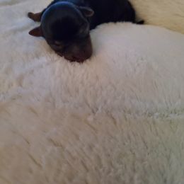 Yorkshire Terrier Puppies from Precious Paws LLC