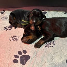 Doberman Pinscher Puppies from Ruiz Dobermans