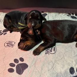 Doberman Pinscher Puppies from Ruiz Dobermans