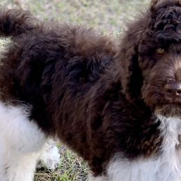 Cowboy - Labradoodle puppy in Cleburne, Texas from Sugar Fig Kennel