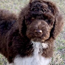 Cowboy - Labradoodle puppy in Cleburne, Texas from Sugar Fig Kennel