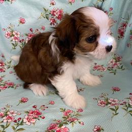 Havanese Puppies from Dreamworks Havanese