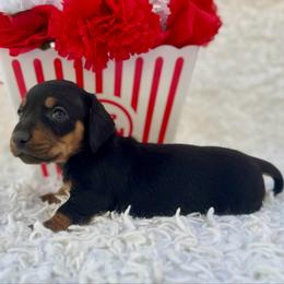 Blake - Black and tan male Dachshund puppy in Colbert, Oklahoma from Brooke Crenshaw