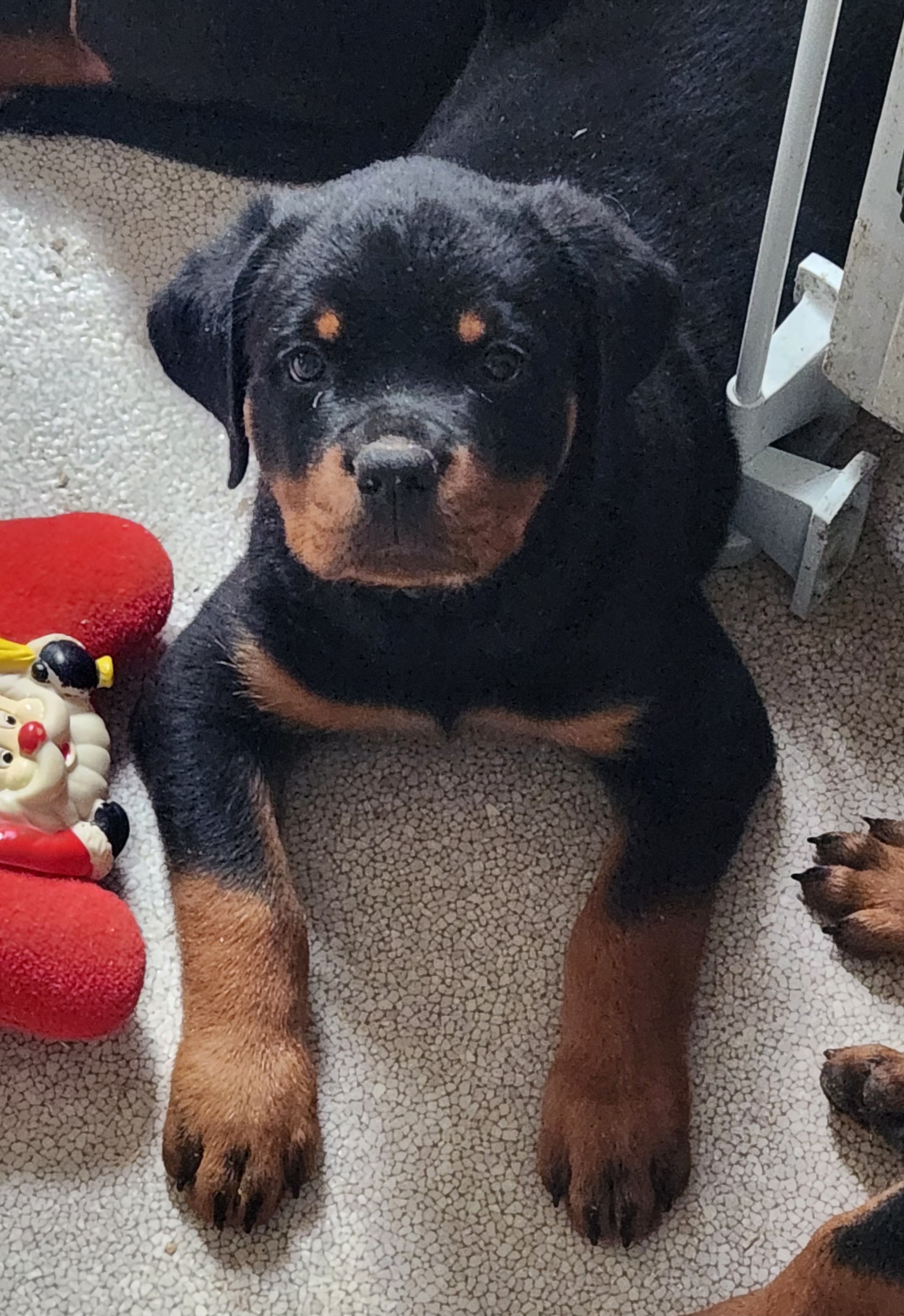 Neegan - Black and mahogany Rottweiler puppy in Brasher Falls, New York from Tri-town Rotties