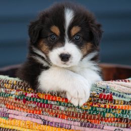 Australian Shepherd Puppies from Hilltop Aussies