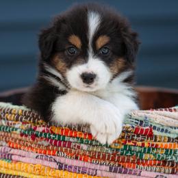 Australian Shepherd Puppies from Hilltop Aussies