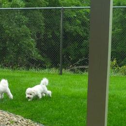 Bichon Frise Puppies from My Bliss Bichons