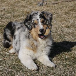 Out West Aussies breeder of Australian Shepherd