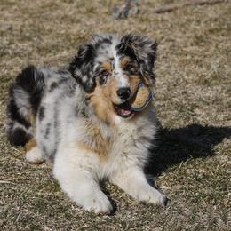 Out West Aussies breeder of Australian Shepherd