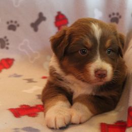 Pembroke Welsh Corgi Puppies from Bar M Pembroke Welsh Corgis