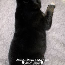 Black and tan male - Black and tan male Shiba Inu puppy in Derby, Kansas from Heart’s Desire Shiba Inus