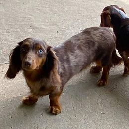 Chip - Dachshund