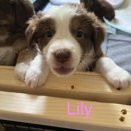 Lily (Pink) - Red tri-color female Australian Shepherd puppy in Rochester, Pennsylvania from Aussie Odyssey