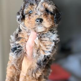 Mary Jane - Merle female Goldendoodle puppy in Spring Hill, Florida from Parisian Puppies