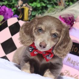 Tumble - Fawn (isabella) and cream male Dachshund puppy in Woodbine, Georgia from Bowdachs Miniatures