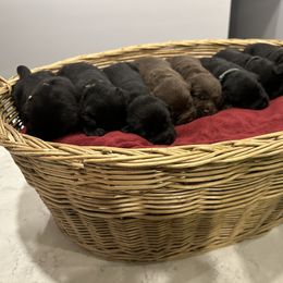 Labrador Retriever Puppies from Tag Hollow