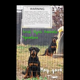 Rottweiler Puppies from Irish Eyes Kennels