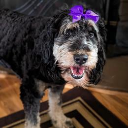Nani - Goldendoodle
