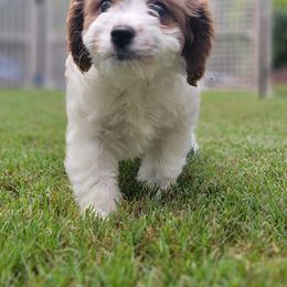 Cavapoo Puppies from Carolina Springs Breeding