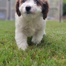 Cavapoo Puppies from Carolina Springs Breeding