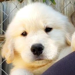 Golden Retrievers from Sunkyst Golden Retrievers