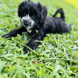 Aussiedoodle Puppies from Casee Wisniewski