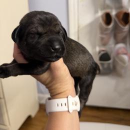 Giant Schnauzer Puppies from Bourbon Country Schnauzers