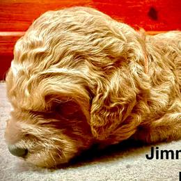Jimmy Chew - Red  male Poodle puppy in Stanley, Wisconsin from McJare's Puppy Palace