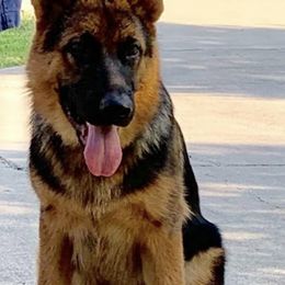 German Shepherds from Vom Teero German Shepherds