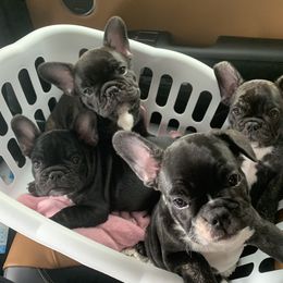 French Bulldog Puppies from Luna and London’s Puppies