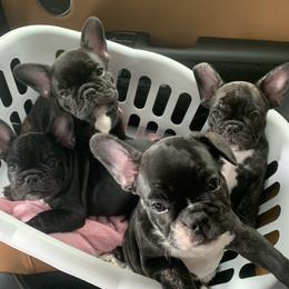 French Bulldog Puppies from Luna and London’s Puppies
