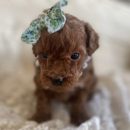 Goldendoodle and Poodle Puppies from French Creek Doodles