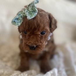Goldendoodle and Poodle Puppies from French Creek Doodles