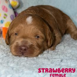 Strawberry - Red  female Goldendoodle puppy in Beecher, Illinois from Erica’s Doodles