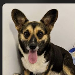 Lexi - Pembroke Welsh Corgi