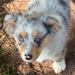 Aurora - Blue merle female Miniature Australian Shepherd puppy in Patterson, North Carolina from DreamLine Aussies