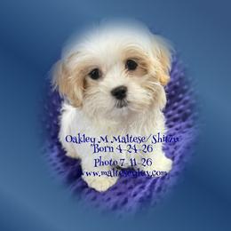 Oakley Maltese/Shitzu - White and lemon male Maltese puppy in Silverhill, Alabama from Malteseuluv’s Tiny Treasurers
