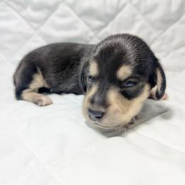 3 black and cream - Brindle male Dachshund puppy in Central Point, Oregon from MRS Long Dog Ranch