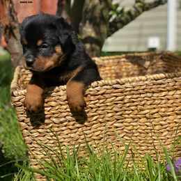 Rottweiler Puppies from KarmaKennelPNW