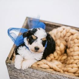 Aussiedoodle, Bernedoodle, and Goldendoodle Puppies from Desert Doodles