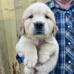 Caramel - Golden male Golden Retriever puppy in Concho, Arizona from Red Sky Ranch