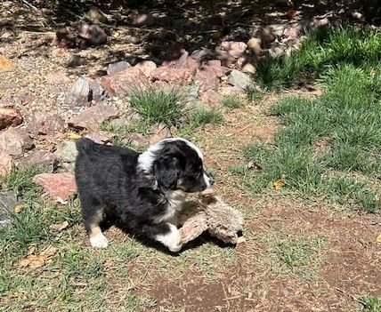 Wild west fashion mini aussies