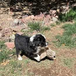 Miniature Australian Shepherd Puppies from Wild West Aussies