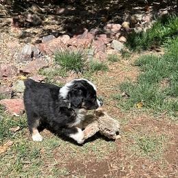 Miniature Australian Shepherd Puppies from Wild West Aussies