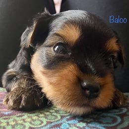Yorkshire Terrier Puppies from Cutest AKC AZ Yorkies