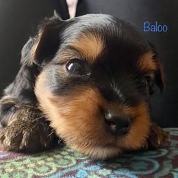 Yorkshire Terrier Puppies from Cutest AKC AZ Yorkies